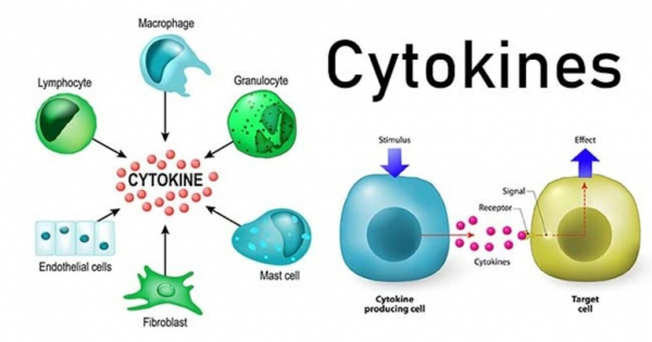 Цитокины: деление и роль в организме